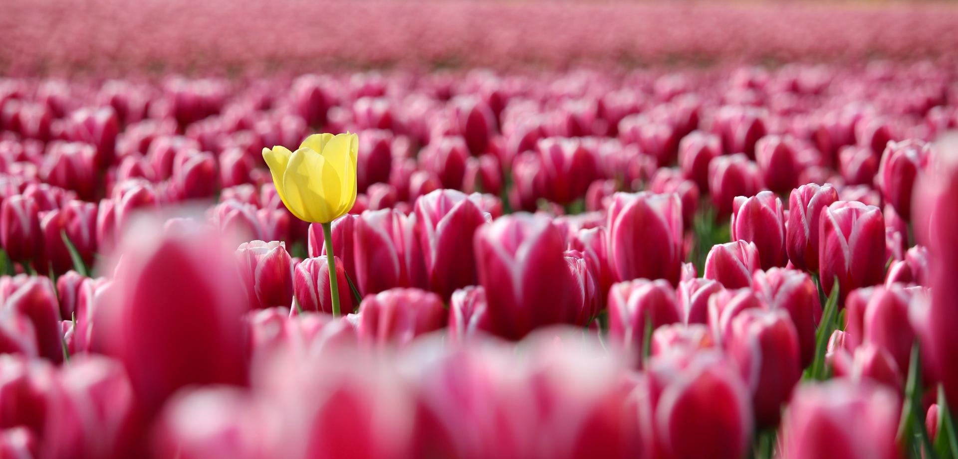 Social Brand Identity: l’Arte di Emergere